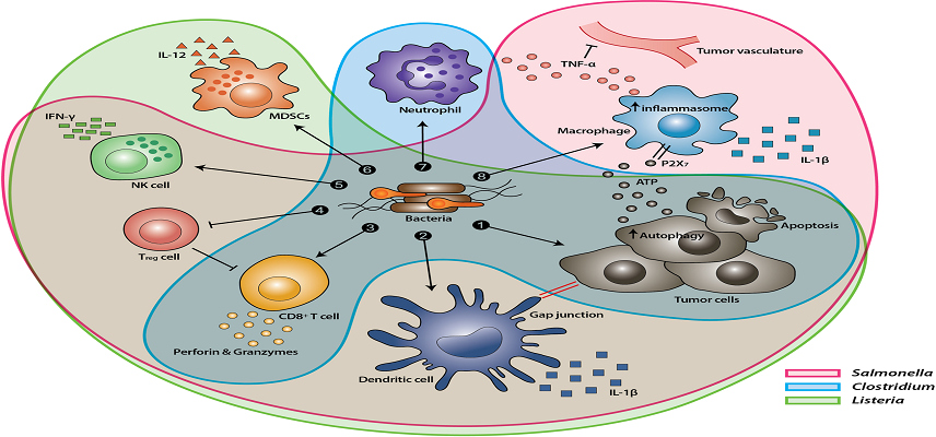 Synthetica Pioneering Completes Series A Funding Round to Advance Oncolytic Bacterial Treatment