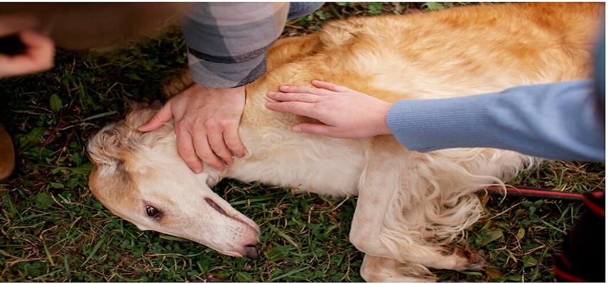 World Rabies Day Awareness Campaign Is Launched by Corning, Serum Institute & SEWA India