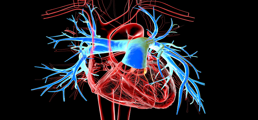 Jupiter Endovascular Reports Positi..