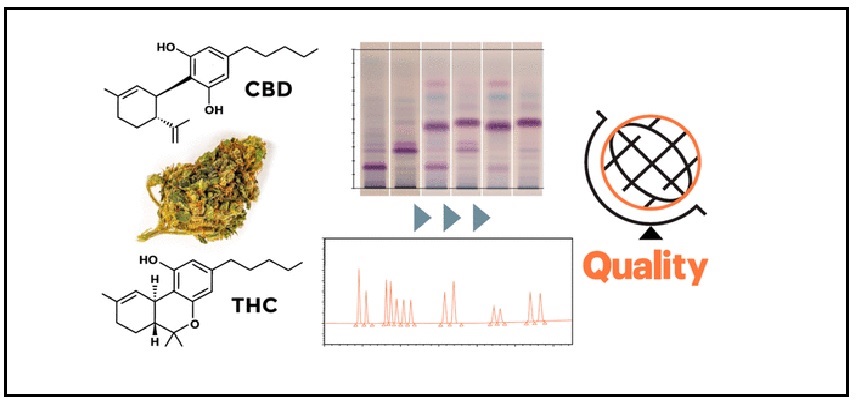 CannaLean Completes First-in-Human..