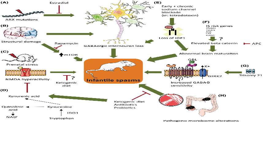 Phase 1/2a Study Highlights Potenti..